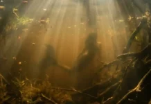 Como a lenda da Iara e a poderosa biodiversidade dos rios amazônicos moldam a sustentabilidade e cultura local