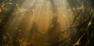 Como a lenda da Iara e a poderosa biodiversidade dos rios amazônicos moldam a sustentabilidade e cultura local