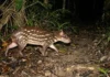 Conheça os hábitos secretos da paca, o segundo maior roedor do Brasil que planta florestas enquanto caminha à noite