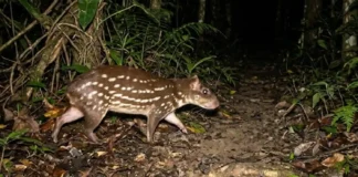 Conheça os hábitos secretos da paca, o segundo maior roedor do Brasil que planta florestas enquanto caminha à noite