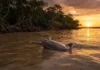 Como a pequenina toninha enfrenta grandes ameaças de sobrevivência nas águas costeiras e estuários da região amazônica