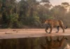 Como a majestosa onça pintada protege as margens dos rios e sustenta o equilíbrio ecológico na floresta amazônica