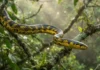 Como a impressionante caninana utiliza técnicas avançadas de constrição e velocidade no dossel para caçar aves na Amazônia