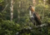 Como o gavião de penacho e a harpia dividem o mesmo espaço no dossel da floresta amazônica sem conflitos