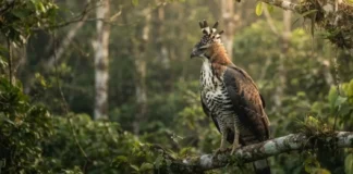Como o gavião de penacho e a harpia dividem o mesmo espaço no dossel da floresta amazônica sem conflitos