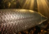 Como a incrível estrutura blindada das escamas do pirarucu na Amazônia inspira inovações tecnológicas revolucionárias para engenharia moderna