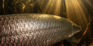 Como a incrível estrutura blindada das escamas do pirarucu na Amazônia inspira inovações tecnológicas revolucionárias para engenharia moderna
