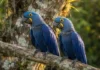 El guacamayo jacinto y la fidelidad que dura toda la vida