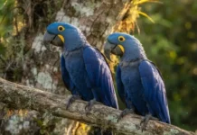 El guacamayo jacinto y la fidelidad que dura toda la vida