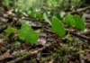 Como a complexa agricultura subterrânea das formigas cortadeiras e a impressionante divisão de tarefas estruturam sociedades perfeitas na Amazônia