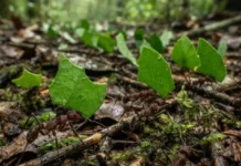 Como a complexa agricultura subterrânea das formigas cortadeiras e a impressionante divisão de tarefas estruturam sociedades perfeitas na Amazônia