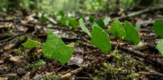 Como a complexa agricultura subterrânea das formigas cortadeiras e a impressionante divisão de tarefas estruturam sociedades perfeitas na Amazônia