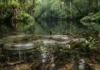 Como a biologia da sucuri e a ciência dos ecossistemas amazônicos revelam estratégias impressionantes de sobrevivência na floresta tropical