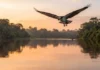 Como a águia-pescadora e a biodiversidade dos rios amazônicos revelam rotas migratórias impressionantes em harmonia com a natureza