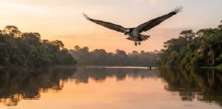Como a águia-pescadora e a biodiversidade dos rios amazônicos revelam rotas migratórias impressionantes em harmonia com a natureza