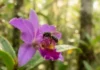 Como a polinização das abelhas sem ferrão e a bioeconomia amazônica impulsionam a restauração florestal sustentável