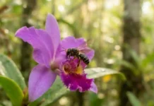 Como a polinização das abelhas sem ferrão e a bioeconomia amazônica impulsionam a restauração florestal sustentável