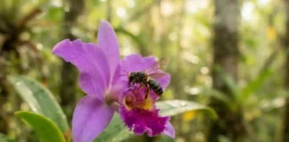 Como a polinização das abelhas sem ferrão e a bioeconomia amazônica impulsionam a restauração florestal sustentável