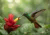 Como a memória espacial dos beija-flores e a dinâmica dos ecossistemas amazônicos revelam estratégias impressionantes de polinização natural