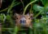 Eu pensava que a capivara entrava na água apenas para se refrescar, até descobrir o que ela tenta esconder dos predadores