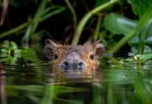 Eu pensava que a capivara entrava na água apenas para se refrescar, até descobrir o que ela tenta esconder dos predadores