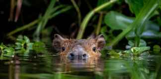 Eu pensava que a capivara entrava na água apenas para se refrescar, até descobrir o que ela tenta esconder dos predadores