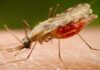 Fiocruz identifica proteínas-chave para vacina universal contra malária Fiocruz identifica proteínas-chave para vacina universal contra malária