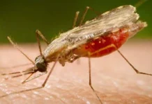 Fiocruz identifica proteínas-chave para vacina universal contra malária Fiocruz identifica proteínas-chave para vacina universal contra malária