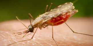 Fiocruz identifica proteínas-chave para vacina universal contra malária Fiocruz identifica proteínas-chave para vacina universal contra malária