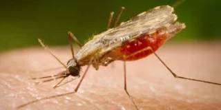 Fiocruz identifica proteínas-chave para vacina universal contra malária Fiocruz identifica proteínas-chave para vacina universal contra malária