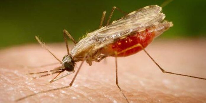 Fiocruz identifica proteínas-chave para vacina universal contra malária Fiocruz identifica proteínas-chave para vacina universal contra malária