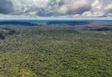Rivais em campo, parceiros no clima. Noruega investe US$ 3 bi em fundo de florestas do Brasil Noruega investe US$ 3 bi em fundo de florestas do Brasil