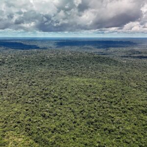 Rivais em campo, parceiros no clima. Noruega investe US$ 3 bi em fundo de florestas do Brasil Noruega investe US$ 3 bi em fundo de florestas do Brasil