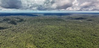 Rivais em campo, parceiros no clima. Noruega investe US$ 3 bi em fundo de florestas do Brasil Noruega investe US$ 3 bi em fundo de florestas do Brasil