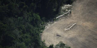 Fundo global de proteção à floresta tropical pode fracassar sem apoio do Reino Unido Fundo global de proteção à floresta tropical pode fracassar sem apoio do Reino Unido