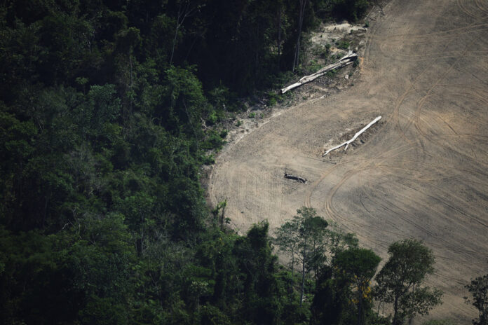 Fundo global de proteção à floresta tropical pode fracassar sem apoio do Reino Unido Fundo global de proteção à floresta tropical pode fracassar sem apoio do Reino Unido