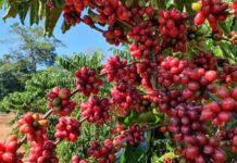 Regulamento europeu sobre desmatamento isola agricultores familiares Regulamento europeu sobre desmatamento isola agricultores familiares
