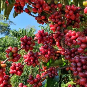 Regulamento europeu sobre desmatamento isola agricultores familiares Regulamento europeu sobre desmatamento isola agricultores familiares