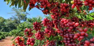Regulamento europeu sobre desmatamento isola agricultores familiares Regulamento europeu sobre desmatamento isola agricultores familiares