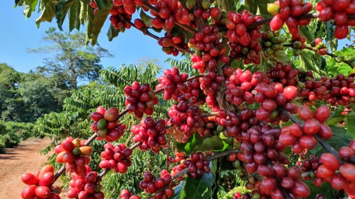 Regulamento europeu sobre desmatamento isola agricultores familiares Regulamento europeu sobre desmatamento isola agricultores familiares