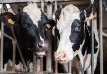 UE lança estratégia para pecuária sustentável até 2035 UE lança estratégia para pecuária sustentável até 2035