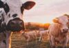 RootCamp abre inscrições para programa gratuito de aceleração AgTech RootCamp abre inscrições para programa gratuito de aceleração AgTech