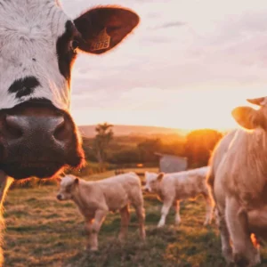 RootCamp abre inscrições para programa gratuito de aceleração AgTech RootCamp abre inscrições para programa gratuito de aceleração AgTech
