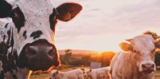 RootCamp abre inscrições para programa gratuito de aceleração AgTech RootCamp abre inscrições para programa gratuito de aceleração AgTech