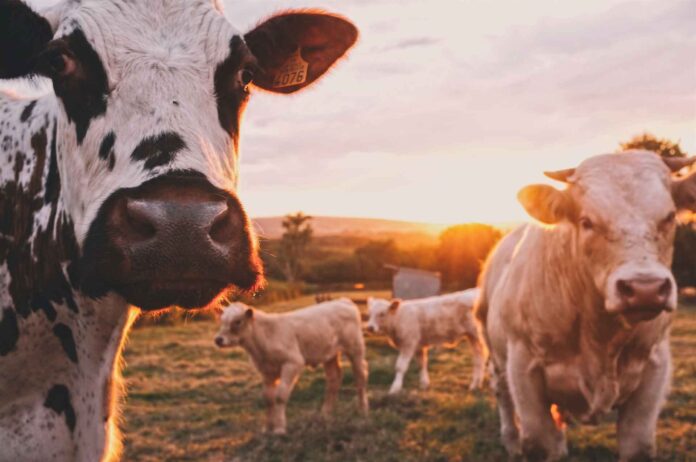 RootCamp abre inscrições para programa gratuito de aceleração AgTech RootCamp abre inscrições para programa gratuito de aceleração AgTech