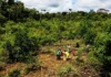 Chagras na Amazônia: sistema agrícola indígena resiste há 4.500 anos Chagras na Amazônia: sistema agrícola indígena resiste há 4.500 anos