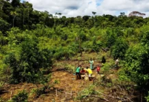 Chagras na Amazônia: sistema agrícola indígena resiste há 4.500 anos Chagras na Amazônia: sistema agrícola indígena resiste há 4.500 anos
