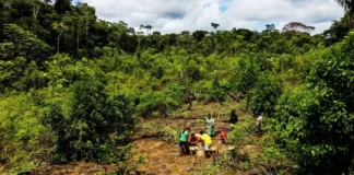 Chagras na Amazônia: sistema agrícola indígena resiste há 4.500 anos Chagras na Amazônia: sistema agrícola indígena resiste há 4.500 anos