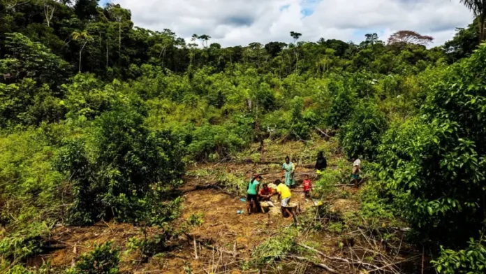 Chagras na Amazônia: sistema agrícola indígena resiste há 4.500 anos