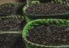 Açaí: Febre global desafia ecossistema e economia amazônica Açaí: Febre global desafia ecossistema e economia amazônica